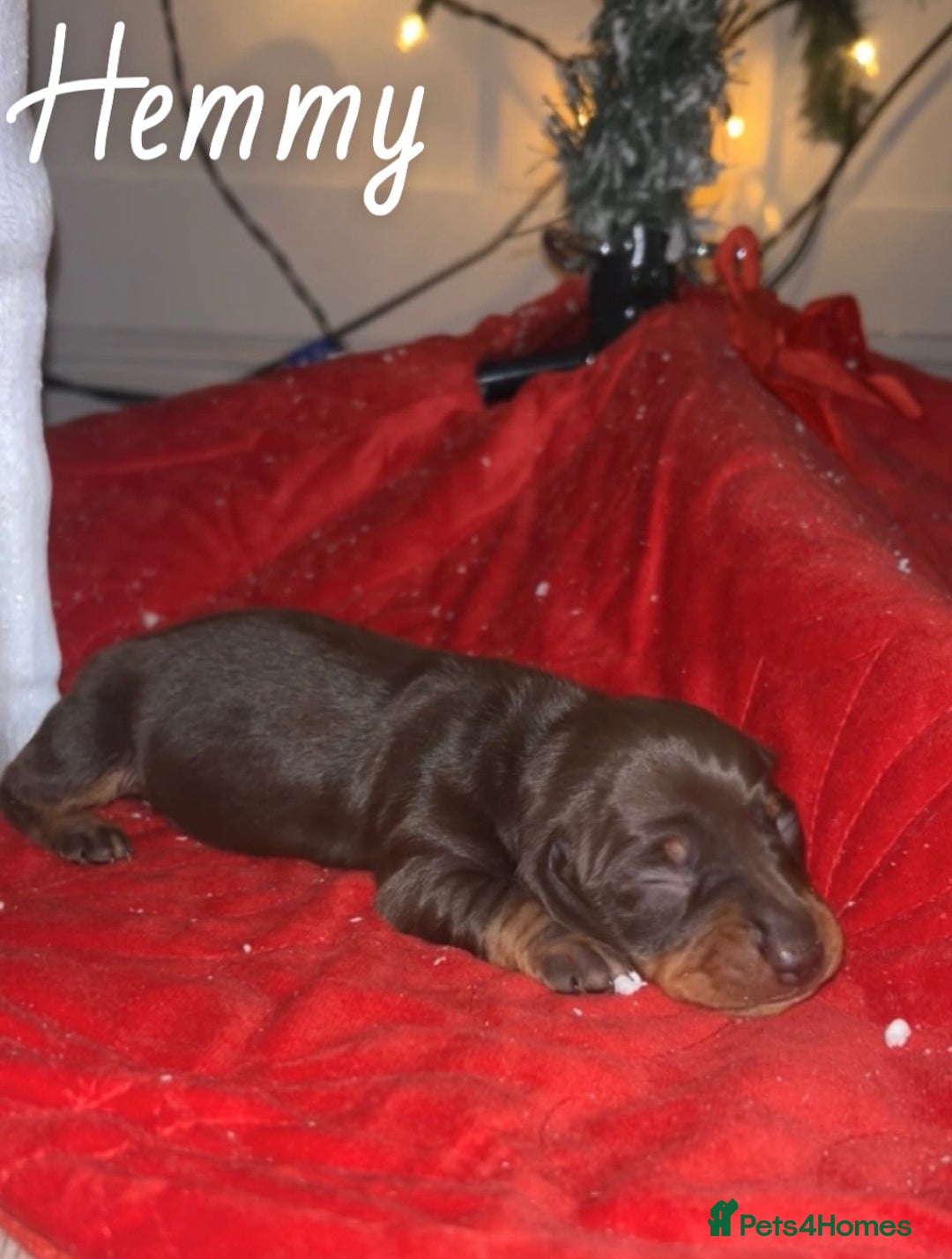 Miniature Dachshund dogs for sale: miniature dachshunds - Advert 3
