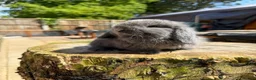 Mini Lop rabbits for sale: Mini Lop buck READY NOW  - Advert 8