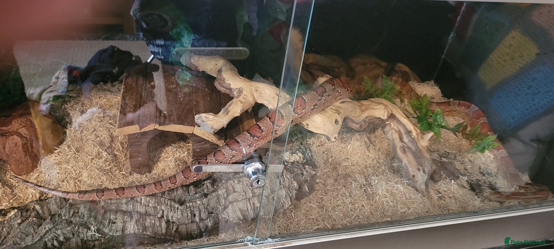 Corn Snake reptiles for sale: corn snakes - Image 8