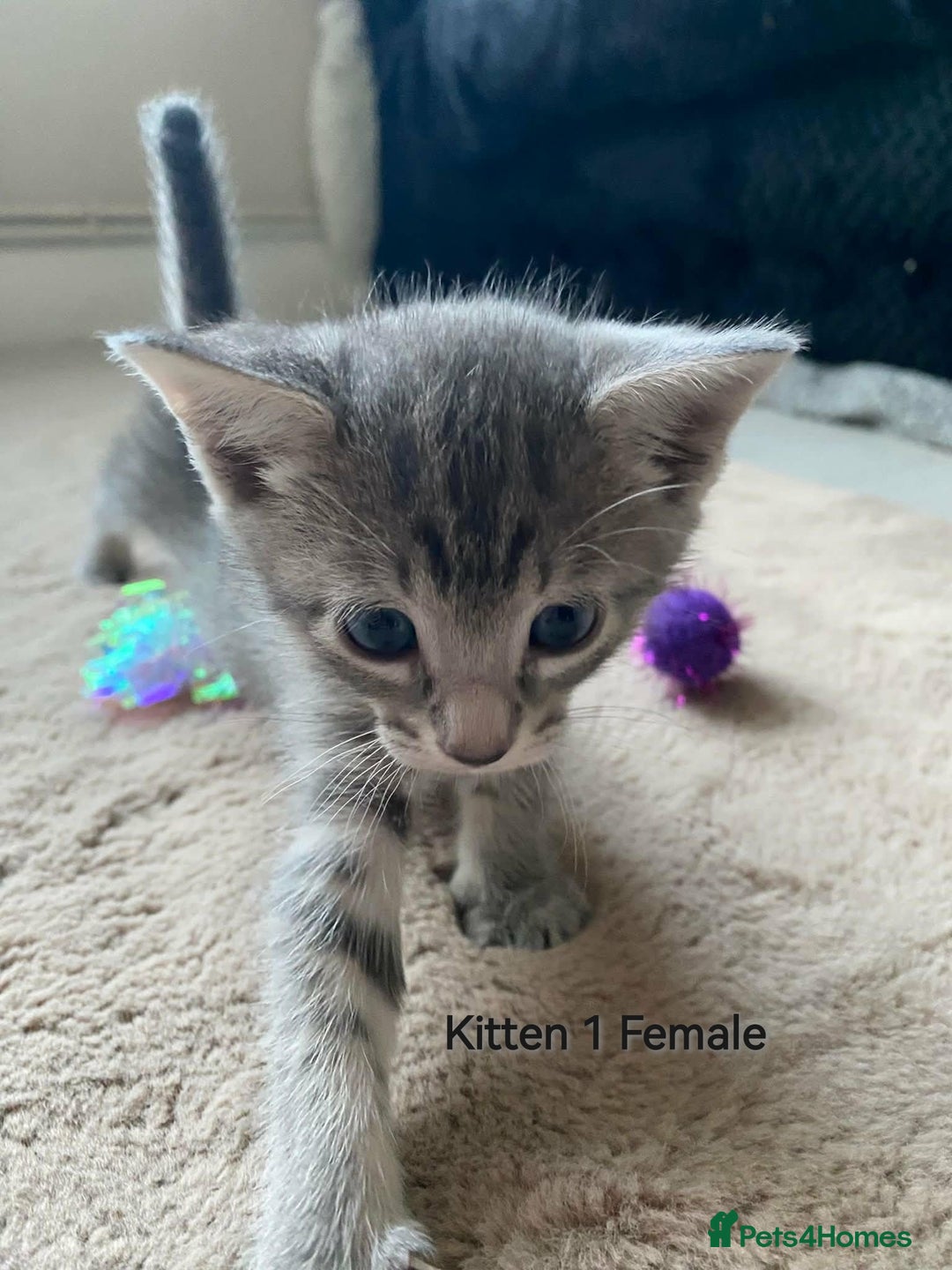 Mixed Breed cats for sale: Siamese Bengal mix kittens  - Advert 6