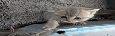 British Shorthair 4