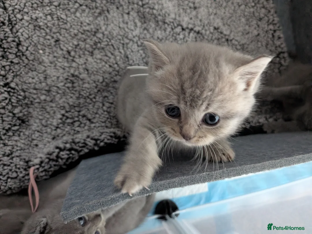 British Shorthair cats for sale: British shorthair cross in Nottingham - Advert 2