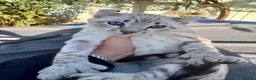 Keetso cats for sale: Superb polydactyl curled eared Keetso kittens.  - Advert 21