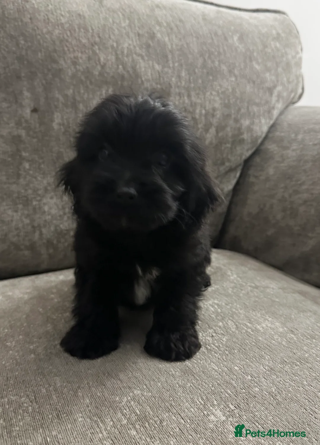 Cockapoo dogs for sale: Adorable Cockapoos’s looking for family homes - Advert 13