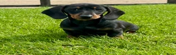 Dachshund dogs for sale: Stunning miniature dachshund fully vaccinated  - Advert 2