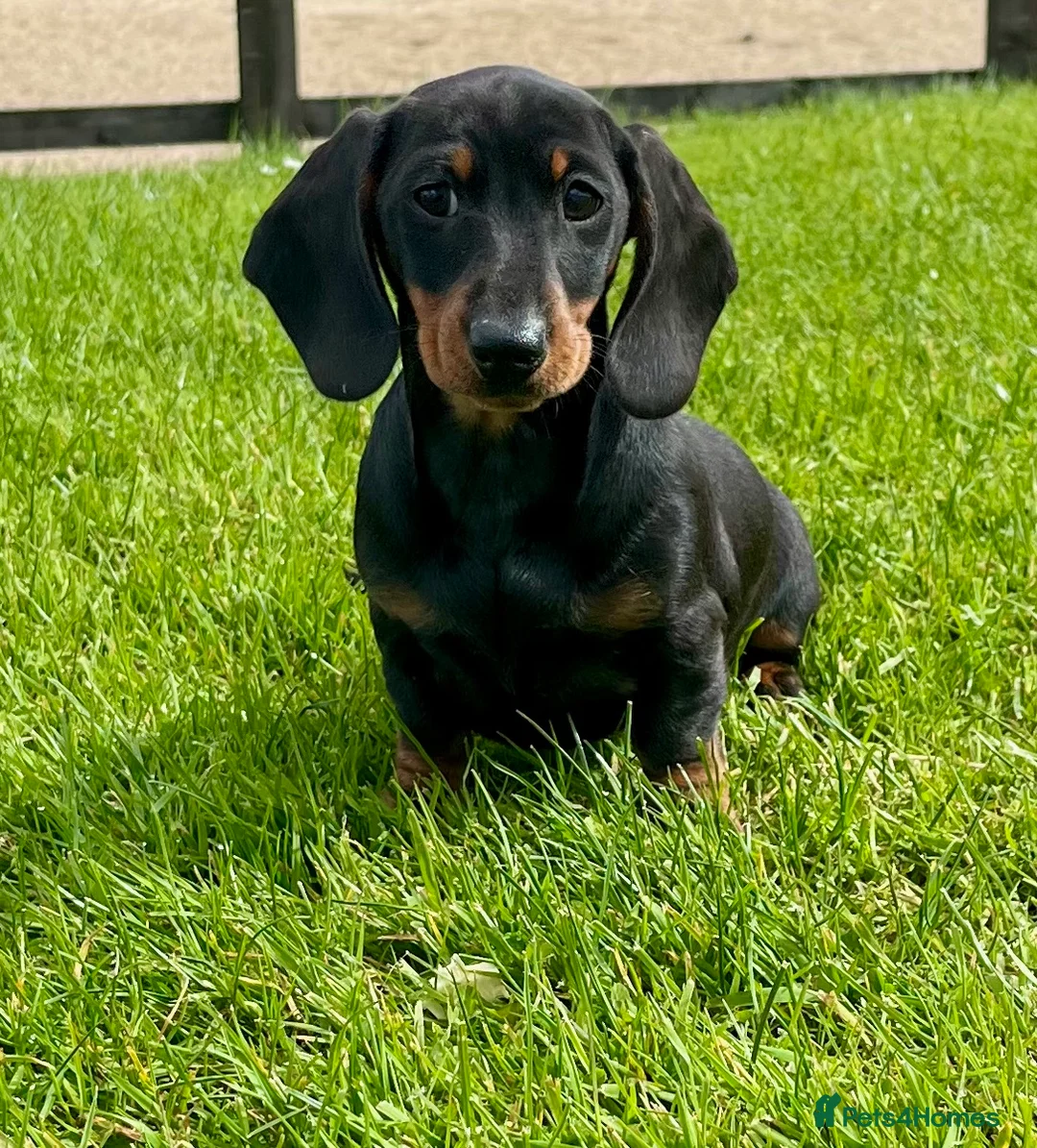 Dachshund dogs for sale: Stunning miniature dachshund fully vaccinated  - Advert 2