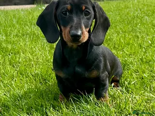 Dachshund dogs Stunning miniature dachshund fully vaccinated - Advert 5