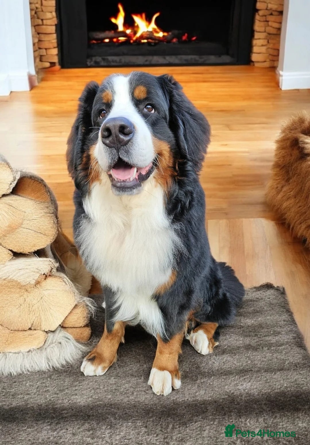 Bernedoodle dogs for sale: Exceptional F1 Bernedoodle Puppies - Advert 31