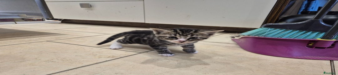 British Longhair Kitten 2