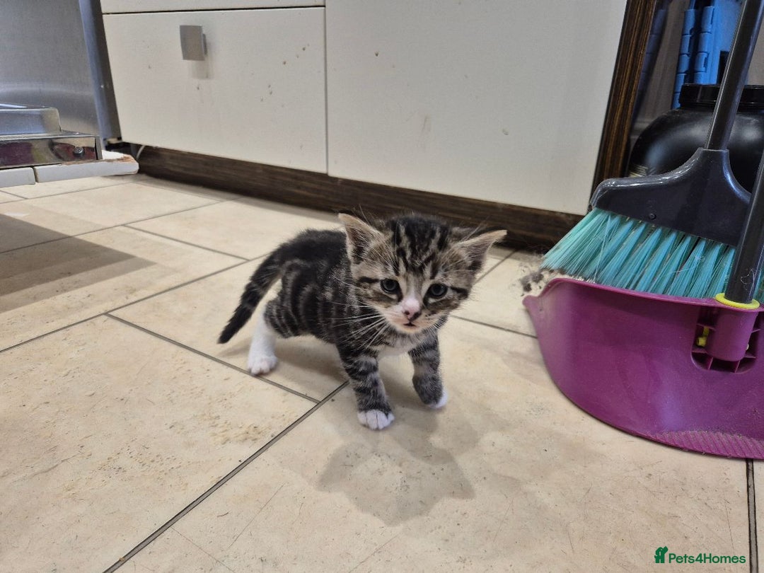 British Longhair cats for sale: 4 Beautiful longhair kittens for sale - Image 4