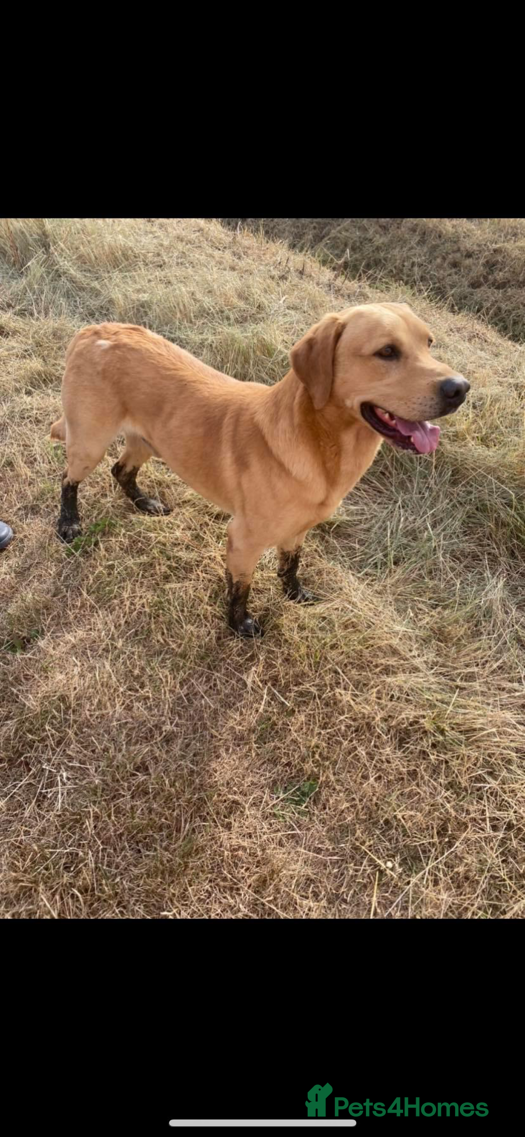 Labrador Retriever dogs for stud: Labrador for Stud  only - Advert 7