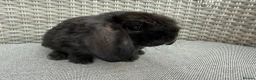 Mini Lop rabbits for sale: Last 2 plush lops available to reserve - Advert 10