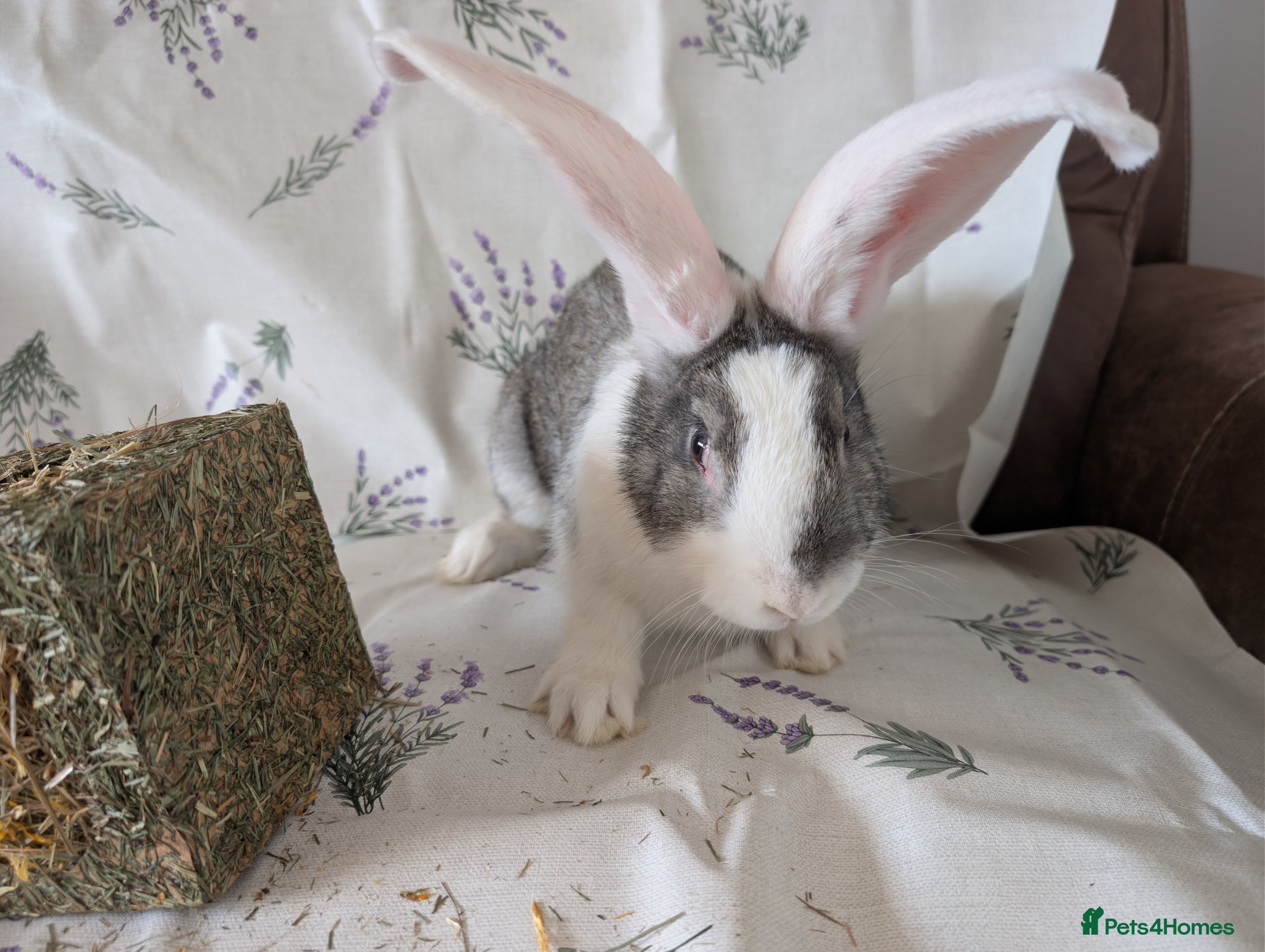 Continental Giant rabbits Continental giant  - Advert 16