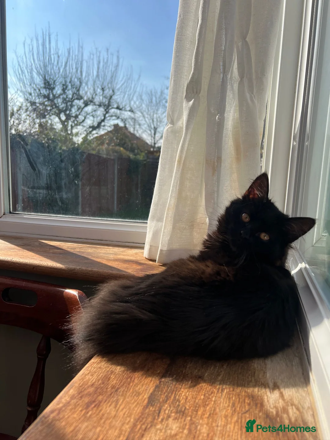 Maine Coon cats for sale: Maine Coon & Ragamuffin for sale - Advert 7