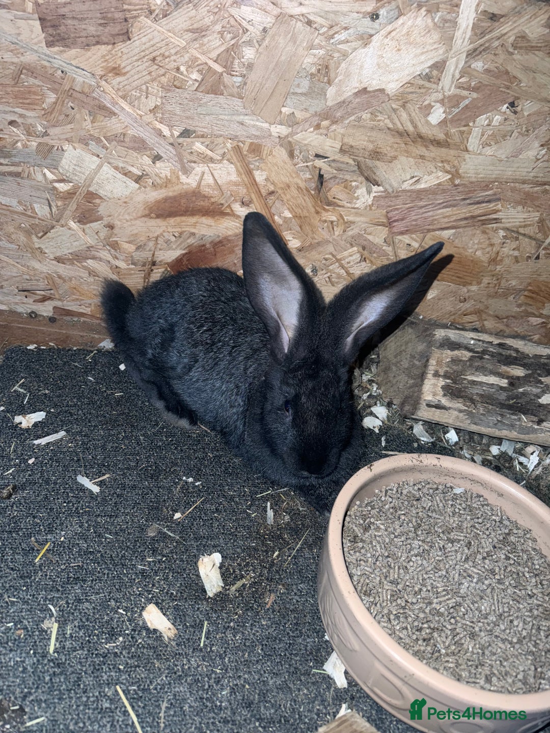 Continental Giant rabbits for sale: 2x Black Pure Giant Continental Bucks  - Image 1