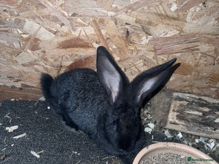 Continental Giant rabbits - Advert 14