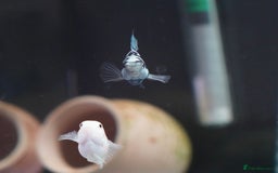 Cichlids fish for sale: High Quality Polar Blue Cichlid **Only 10Left** - Image 3