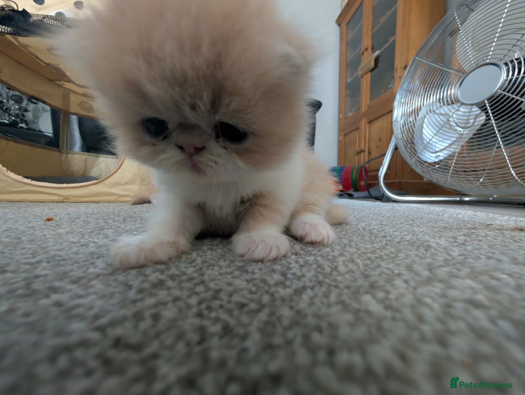Persian cats for sale: Persian kittens  - Image 7