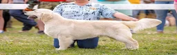 Golden Retriever dogs for sale: 35*GEN FCI KC Reg DAD TITLED CHAMPION HEALTH CER - Advert 5
