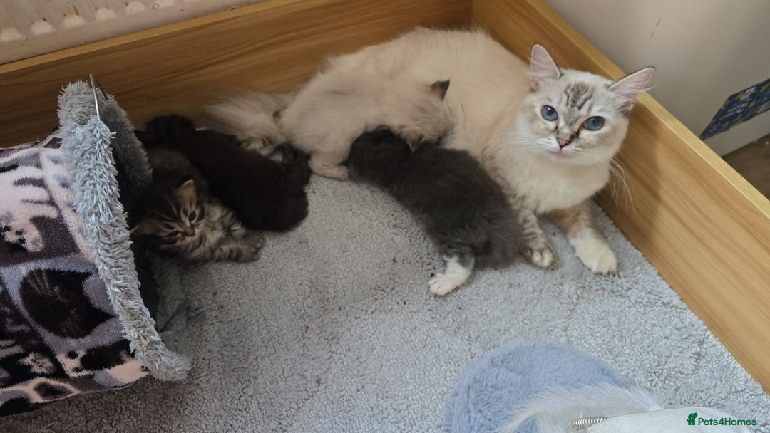 Perdoll cats for sale: Persian ragdoll kittens - Image 12