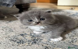 Persian cats for sale: Persian/Ragdoll kittens for sale both male  - Image 1