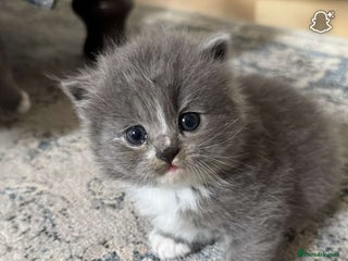 Persian cats - Advert 8