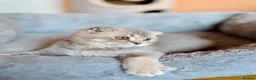 Scottish Fold cats for sale: Pedigree Adorable Scottish Fold Kittens  - Advert 9
