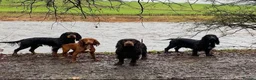 Cocker Spaniel dogs for sale: 🐾 POPPY – KC REGISTERED WORKING COCKER SPANIEL 🐾 in Clitheroe - Advert 3