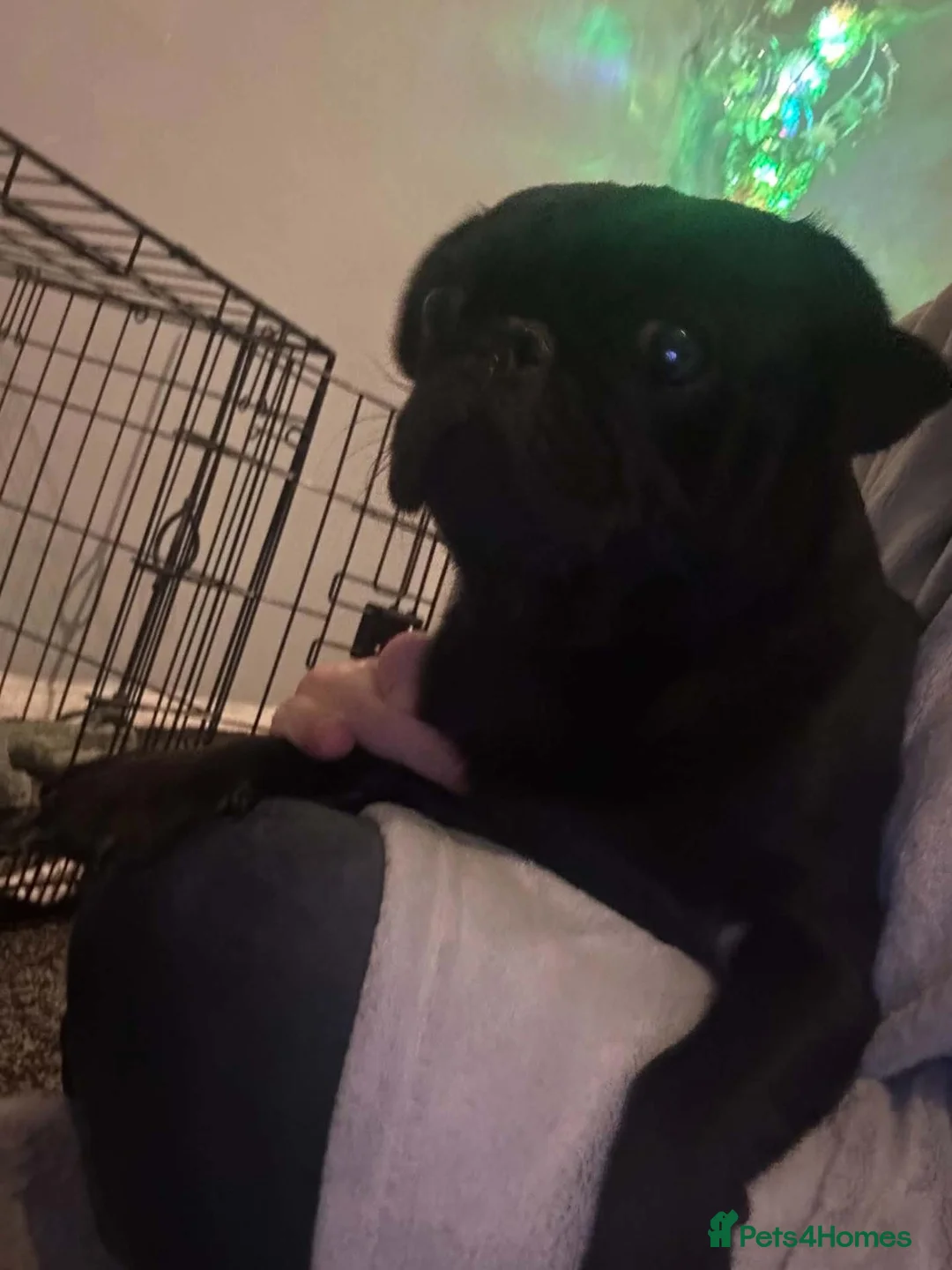 Pug dogs for sale: lil rocky in Manchester - Advert 2