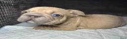 French Bulldog dogs for sale: French bulldog puppies Ready Now! - Advert 26