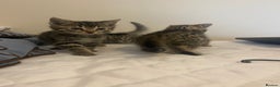 Mixed Breed cats for sale: Ragdol x bengal  - Advert 15
