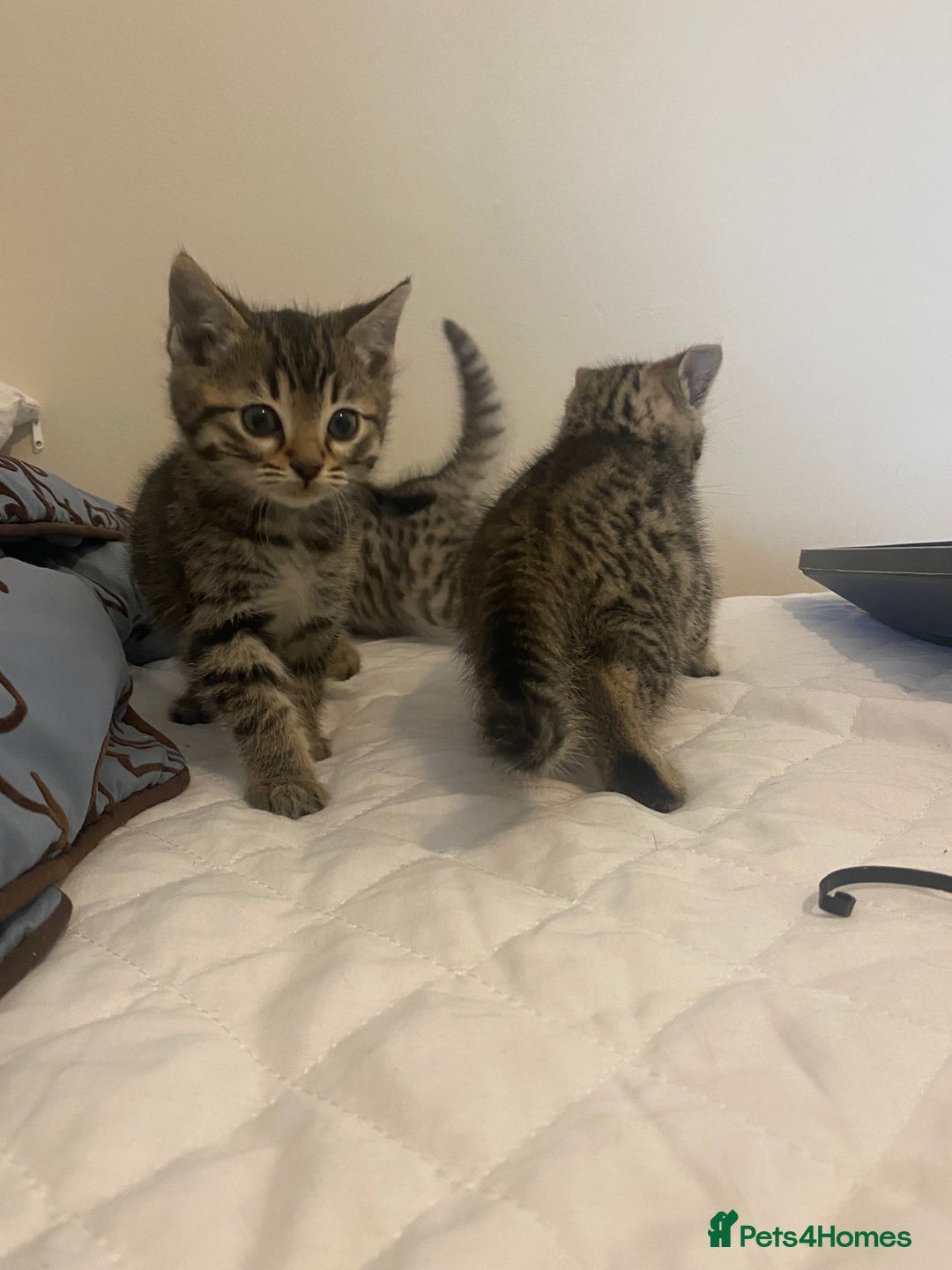 Mixed Breed cats for sale: Ragdol x bengal  - Advert 15