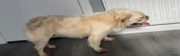 French Bulldog dogs for sale: Platinum carrying Pink fluffy frenchie  - Advert 10