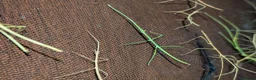 Mixed Breed invertebrates for sale: Mantis, stick insects, assassin bugs, grasshoppers - Advert 6