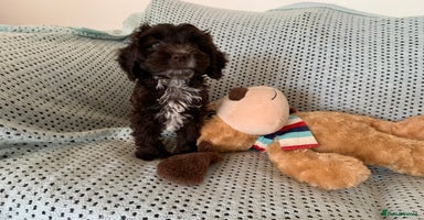Cockapoo dogs - Advert 16