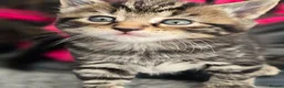 Mixed Breed cats for sale: Fluffy kittens 8 weeks old for sale ! in Wellingborough - Advert 9