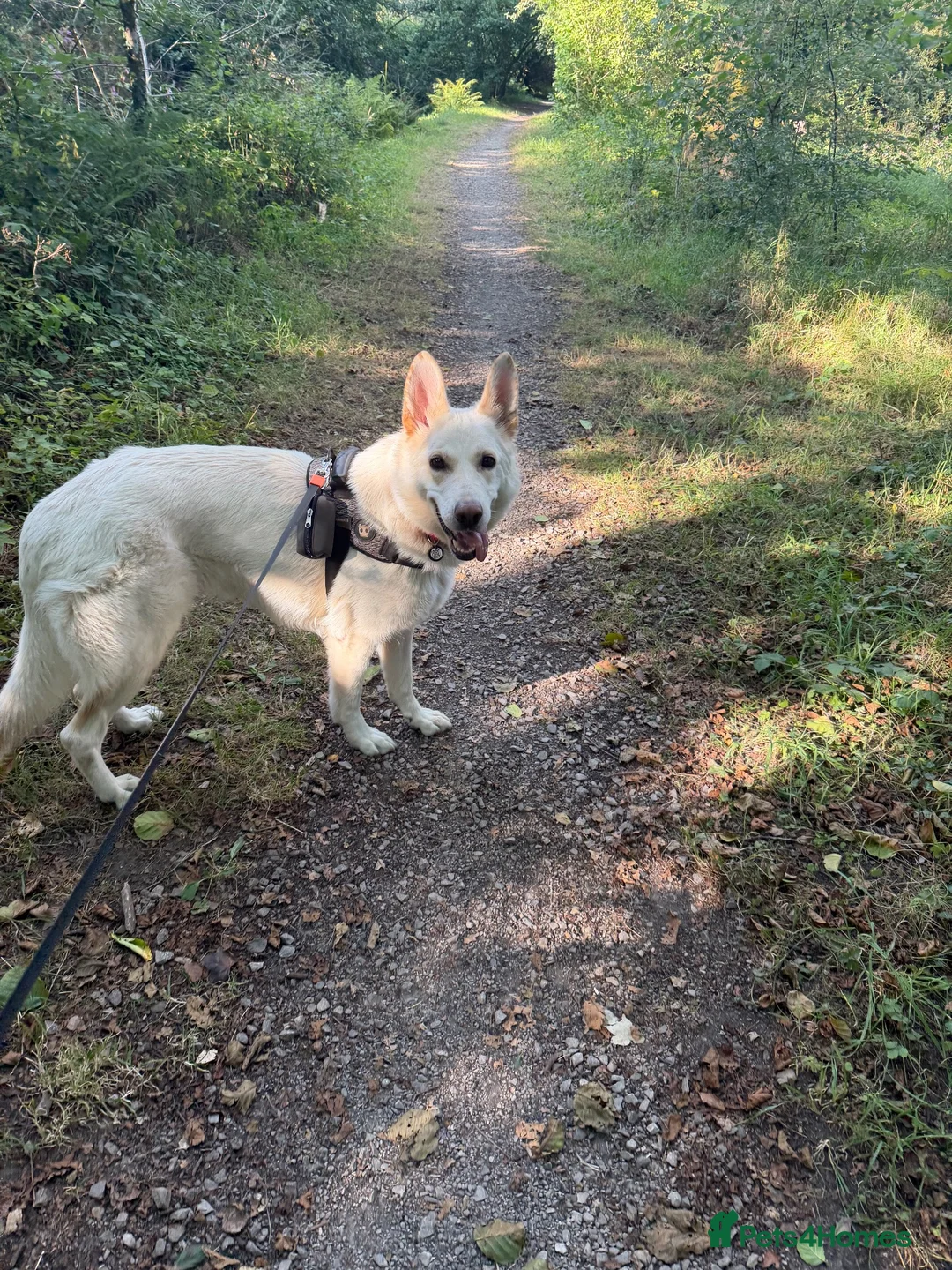 White Swiss Shepherd dogs for sale: White Swiss/german shepherd in Swansea - Advert 1