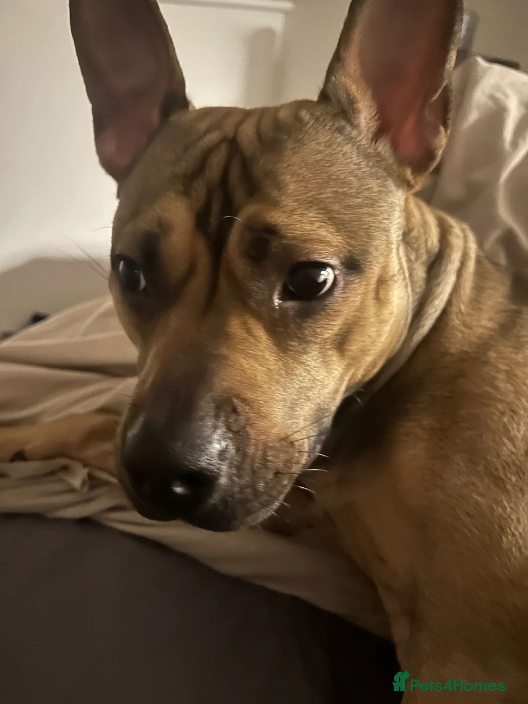 Mixed Breed dogs for sale: Taurus / Toro  in Manchester - Advert 2