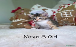 Mixed Breed cats for sale: Beautiful kittens 8 weeks old  - Advert 13