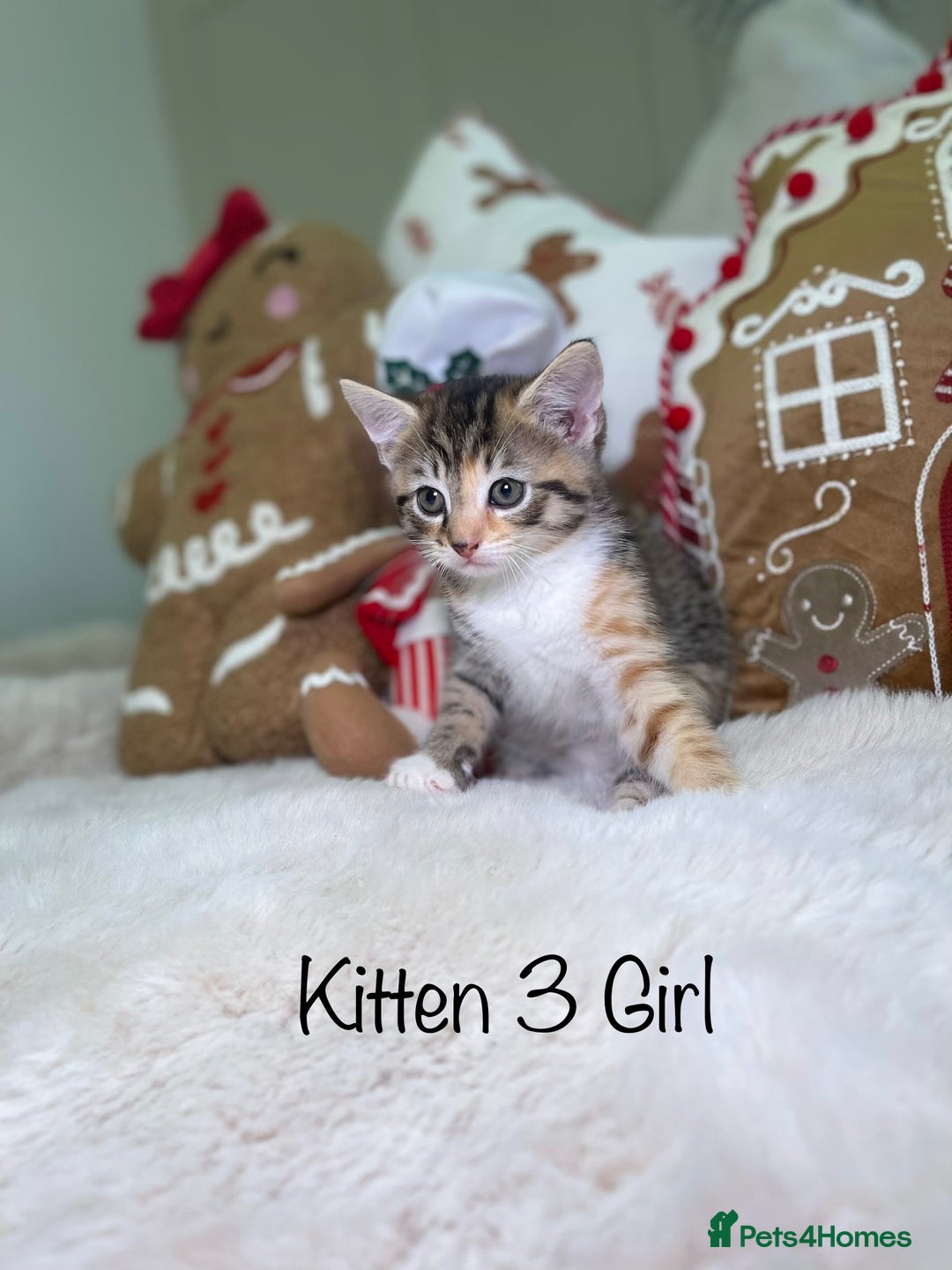 Mixed Breed cats for sale: Beautiful kittens 8 weeks old  - Advert 13