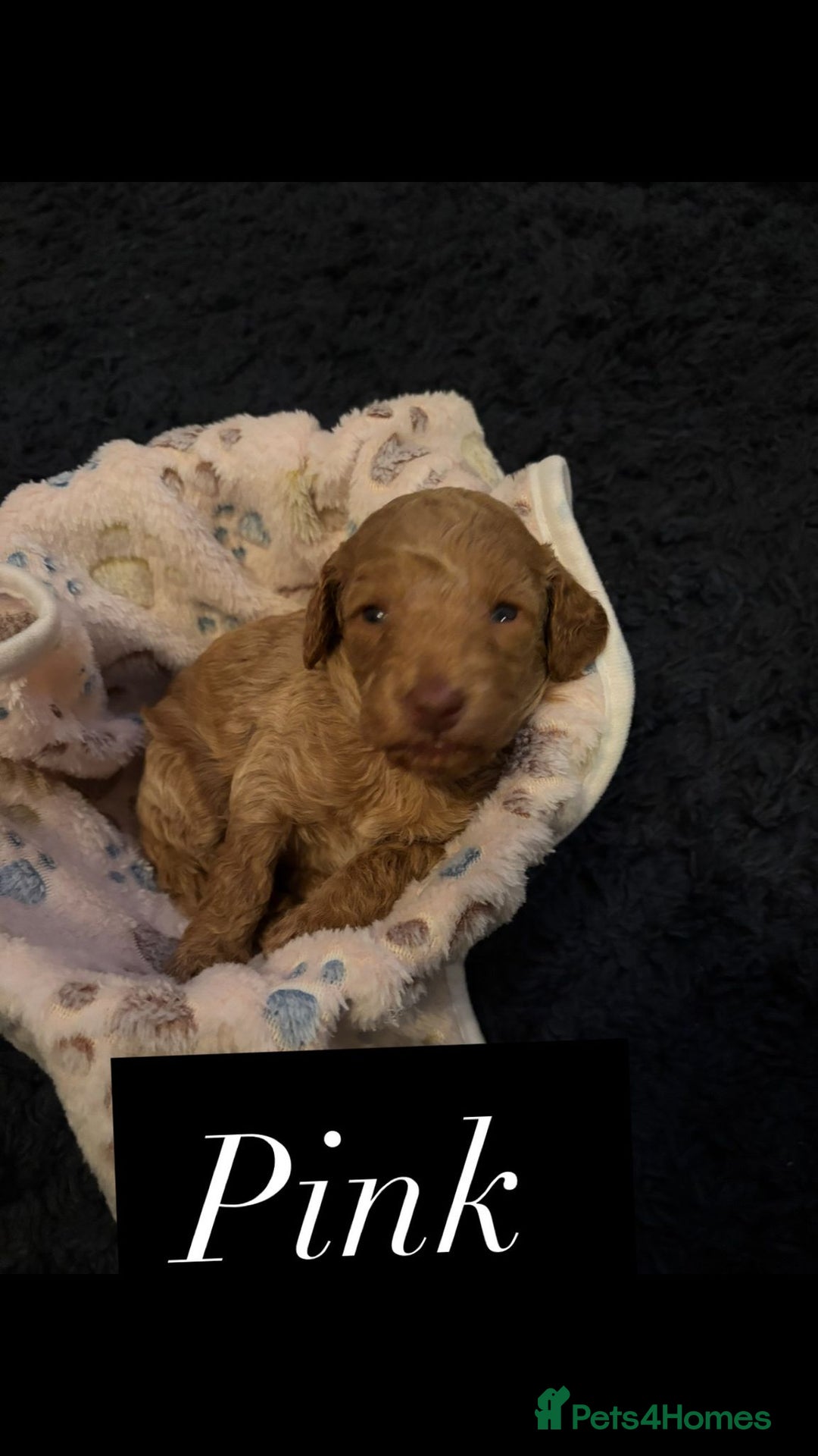 Cockapoo dogs for sale: Beautiful Cockapoo Puppies - Advert 6