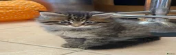 Maine Coon cats for sale: Tufty ears and big paws  - Advert 17