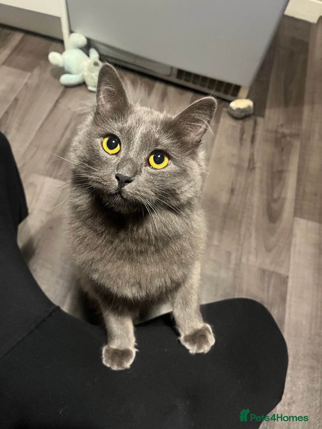 Mixed Breed cats for sale: Jackie  - Image 3