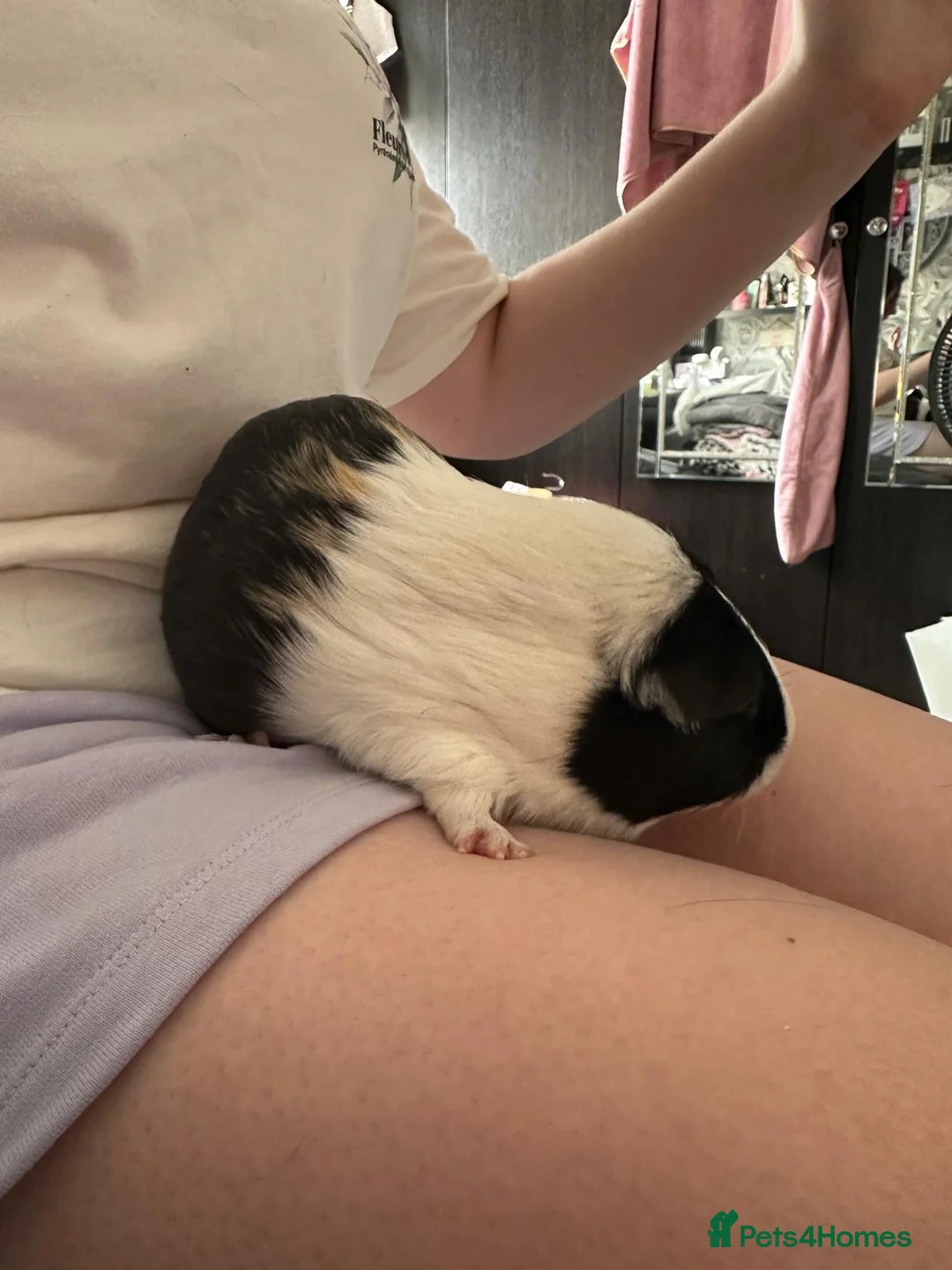 Guinea Pig rodents for sale: 2 1yr old sows in Romford - Advert 2