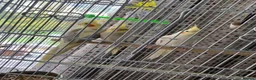 Cockatiels birds for sale: Two females and a male cockatiel  in Leek - Advert 2