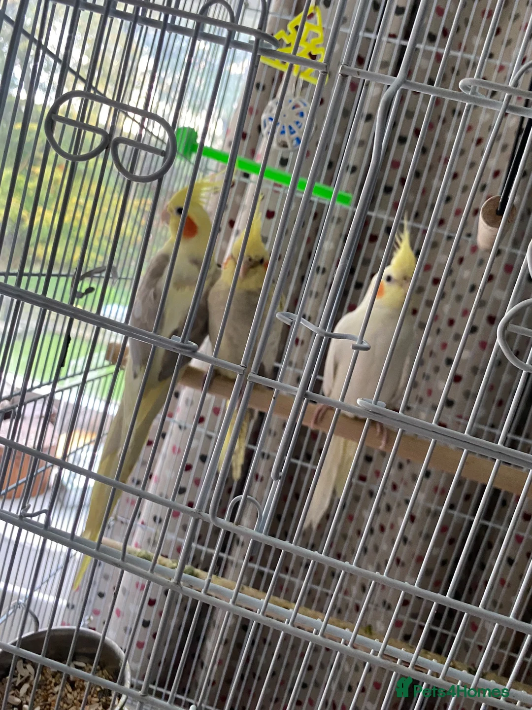 Cockatiels birds for sale: Two females and a male cockatiel  in Leek - Advert 2