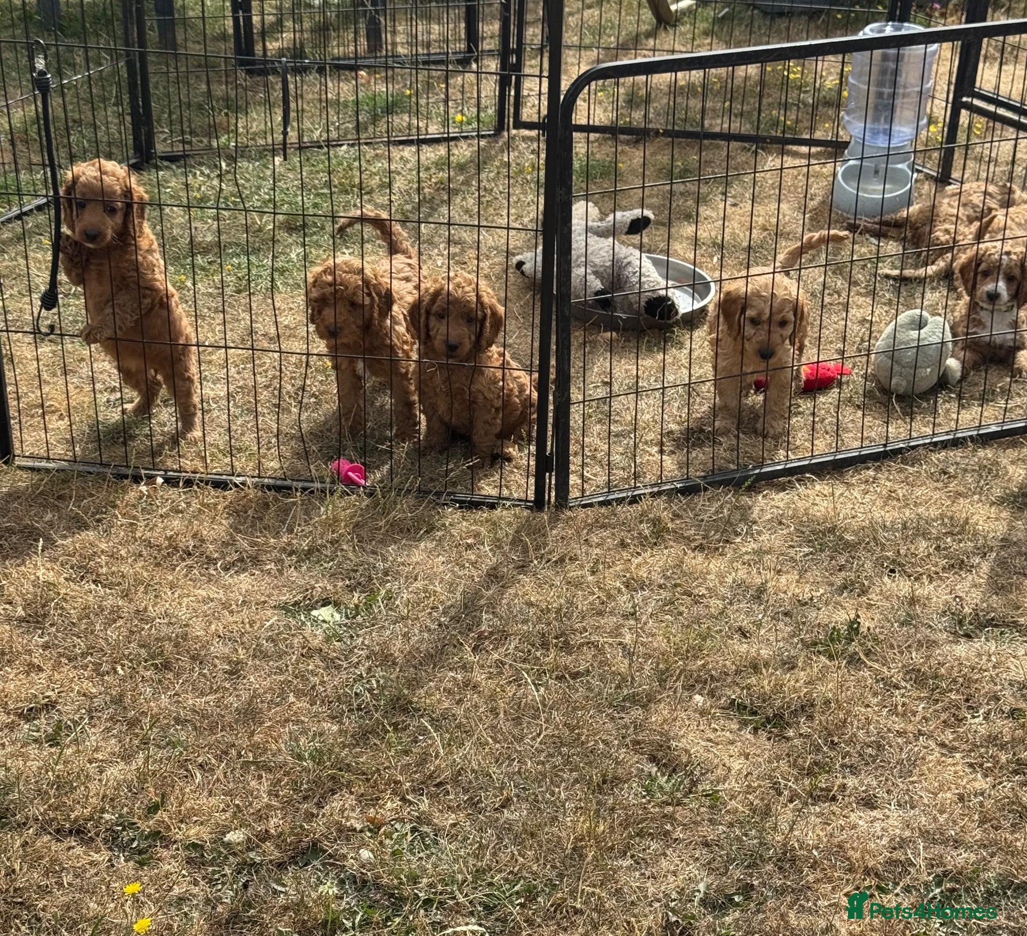 Cockapoo dogs Licensed Breeder🌟Beautiful  Red cockerpoos  - Advert 2