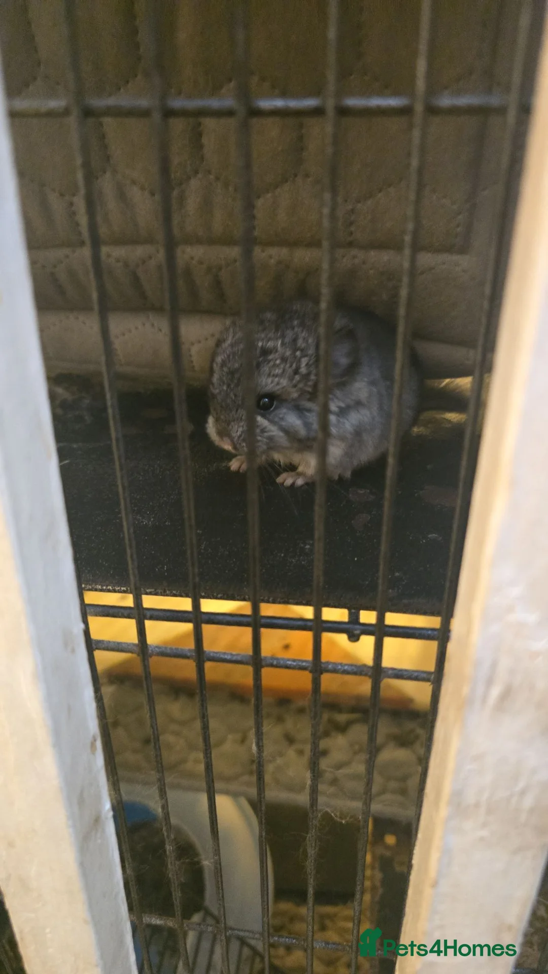 Chinchilla rodents for sale: Lovely chinchila kits all standard  - Advert 40