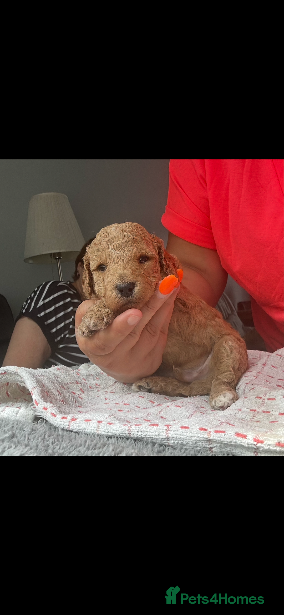 Poochon dogs for sale: Gorgeous litter of F1BB Poochons  - Image 21