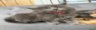 Maine Coon Kitten 3